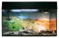 Preview: Lucky Reptile Starter Kit Leopardgecko Farbe Schwarz