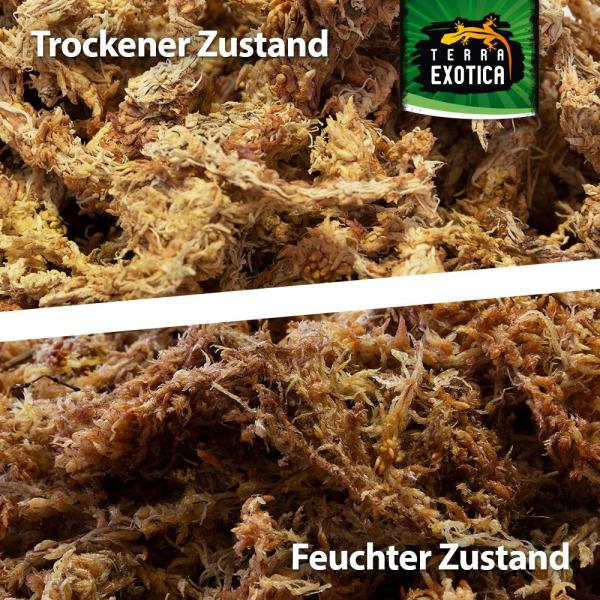 Terra Exotica Sphagnum Moos - ca. 150g