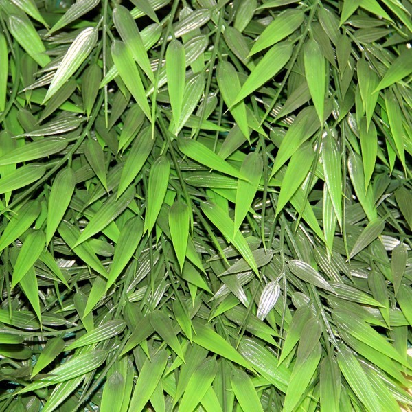 Terra Exotica Terrarium Plants - Big Bamboo Rattan