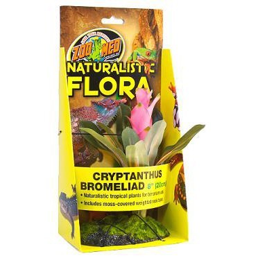 Naturalistic Flora - Cryptonihus Bromeliad